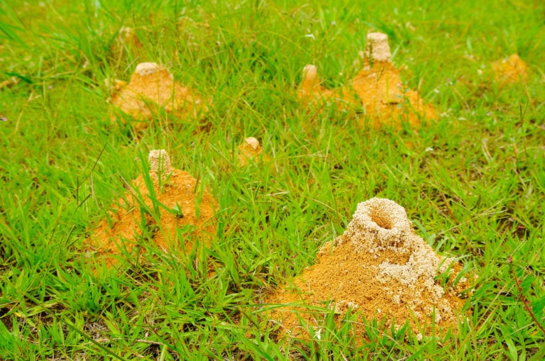 Large anthill of red ants Formica rufa in the grass, in the grove on the edge of the forest background.