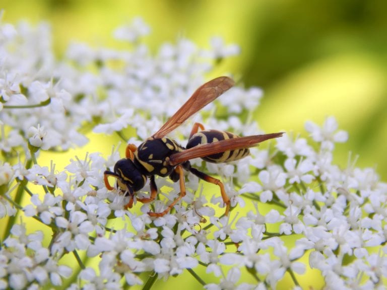 103190009 - wild wasp on white meadow flowers close-up