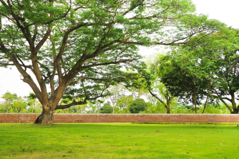Giant green tree and green grass in garden and brick wall