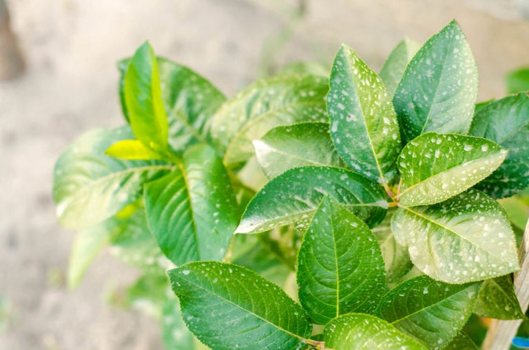 fertilizing trees and bushes, treating plants from harmful insects, liquid feeding, Use hand sprayer with pesticides in the garden
