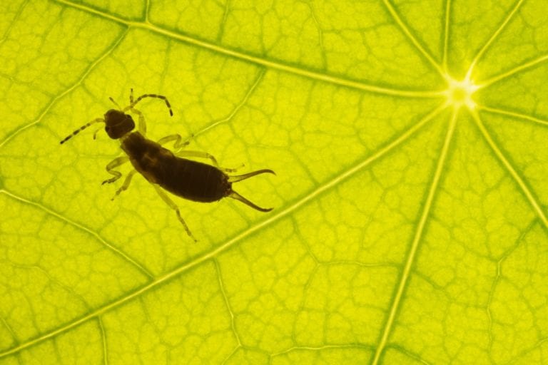 14897752 - abstract closeup of a green leaf texture with the silhouette of an earwig