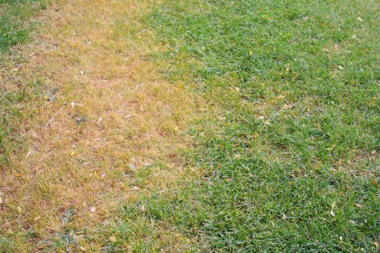 Dead Grass