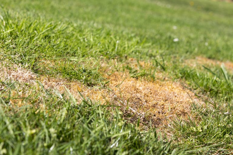 Pests parasite grass garden nature green gardening