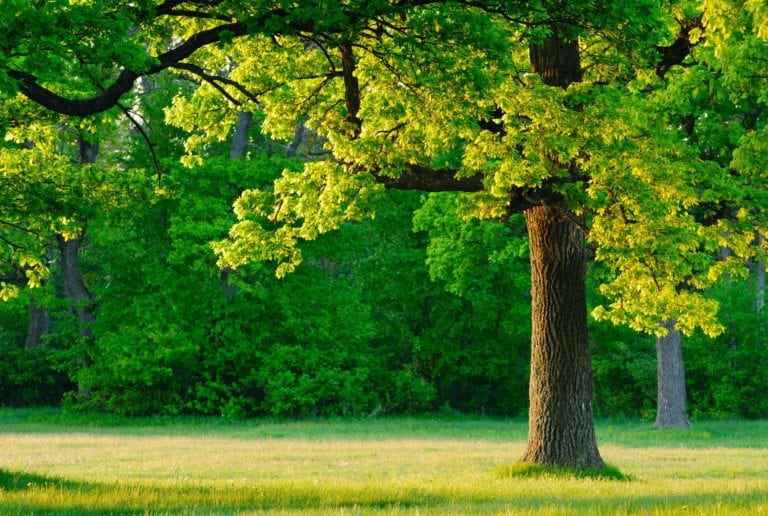 6245537 - dawn, the young leaves of oak trees covered the first rays of the sun.