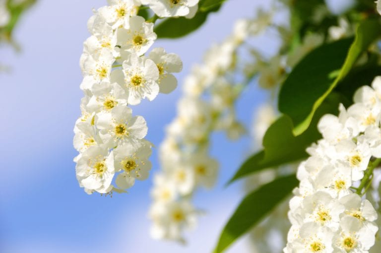 7626396 - choke cherry in bloom