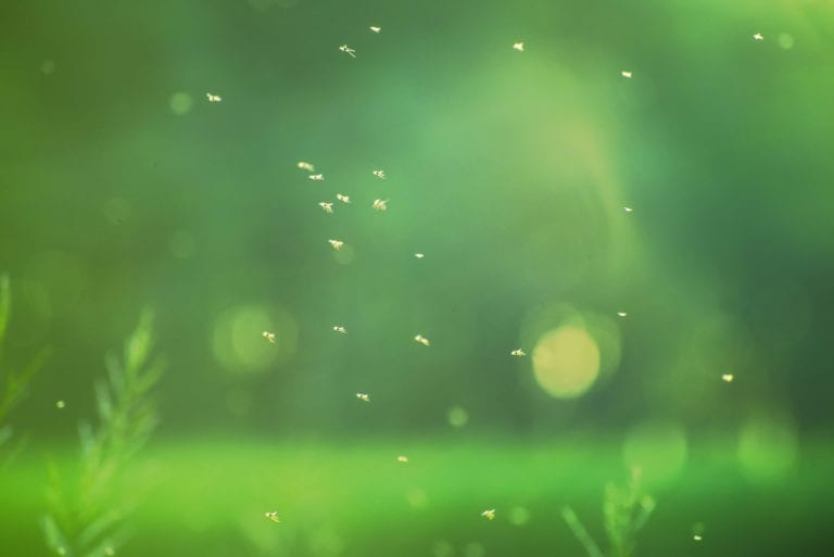 The rays of light and insects fly in the air with a shallow depth of field