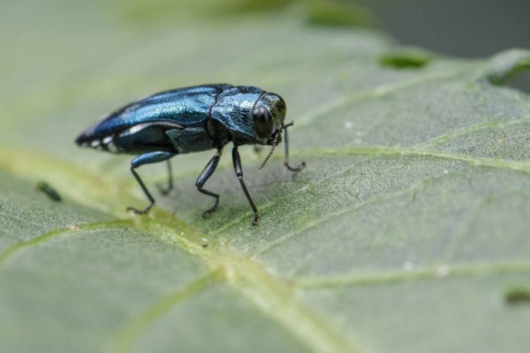 Image of Emerald Ash Borer Beetle on a green leaf. Insect. Animal