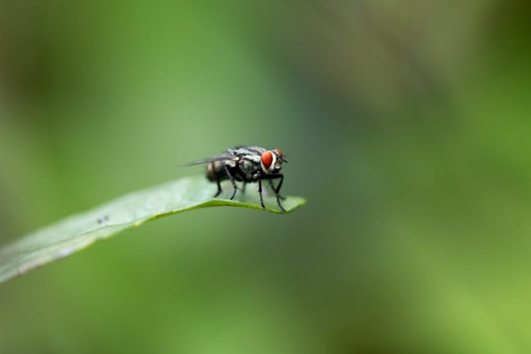 A Fly on a green leaf.