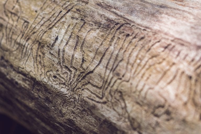 bark beetle gallery engraving on wood. Damage to wood from insects