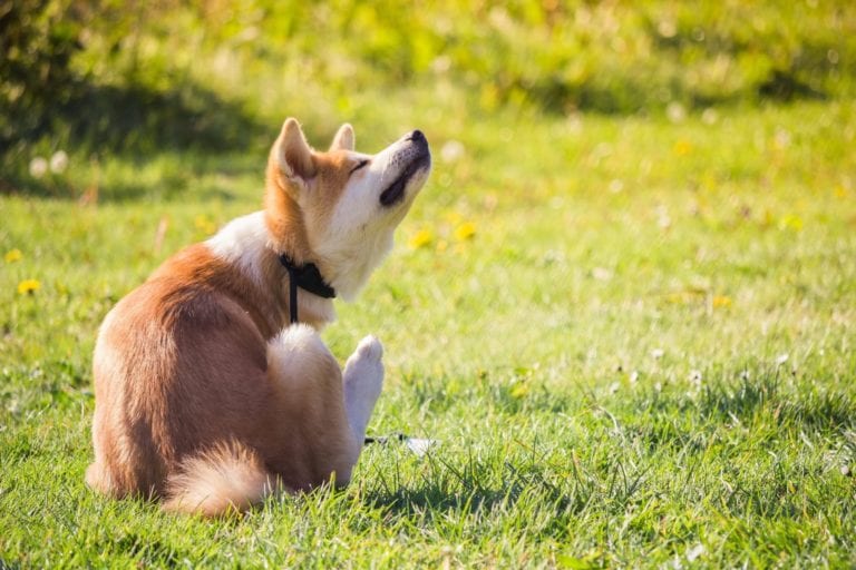 89017533 - a dog sitting in the grass and scratching his neck
