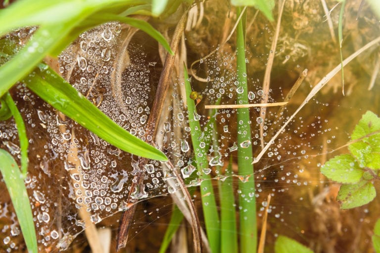 Droplets of dew on the nest of young caterpillars on plant leaf