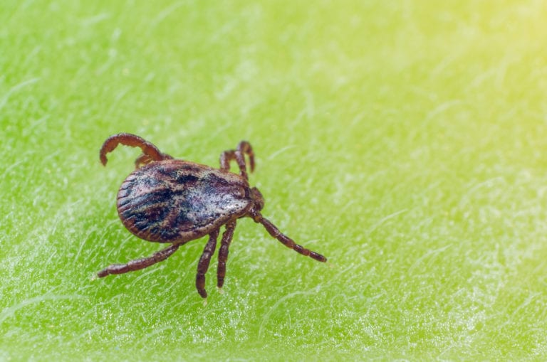 A dangerous parasite and infection carrier mite sitting on a green leaf.