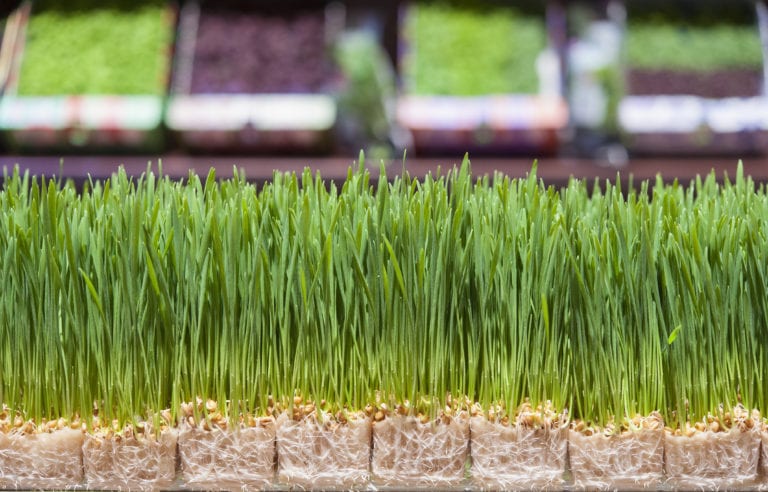 A row of fresh organic wheatgrass shots