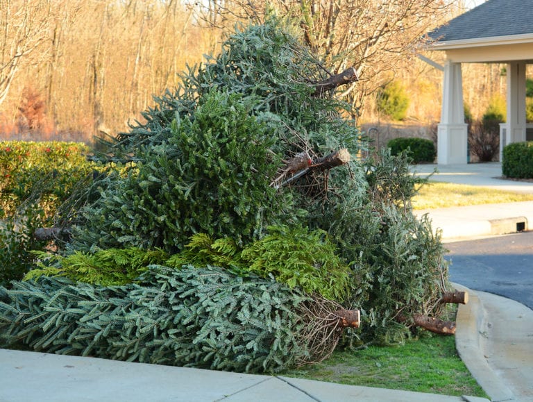 Used Christmas tree in front yard by curb.