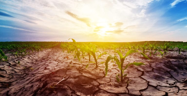 Drought in cultivated corn maize crop field