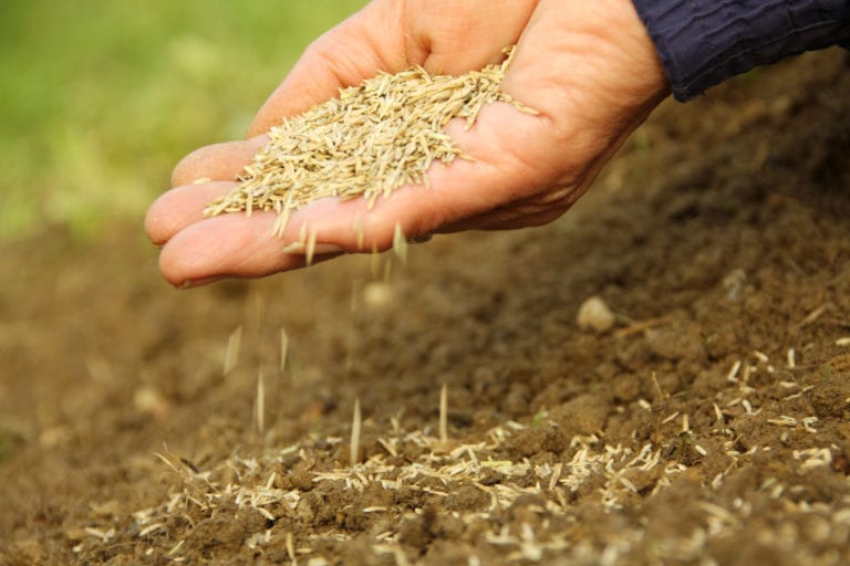 Seed lawn