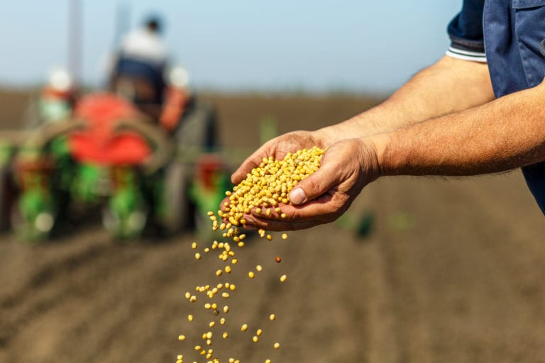 Close up of senior farmer with soybean seed in his hands.