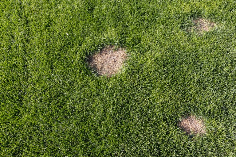 Pests and disease cause amount of damage to green lawns, lawn in bad condition and need maintaining
