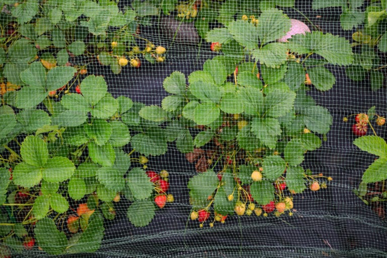 Protection of the harvest of ripe red strawberries mesh on the arcs in the garden in the garden. The horizontal frame.