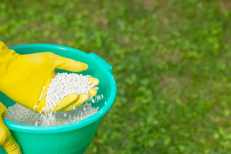 Fertilizing plants, lawns, trees and flowers. Gardener in gloves holds white fertilizer balls on background of green grass