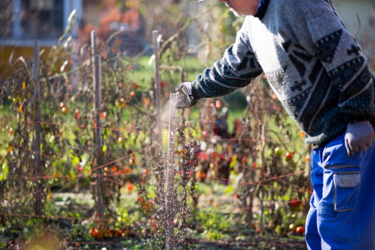 Fertilizing the garden by bio granular fertilizer for better conditions of garden