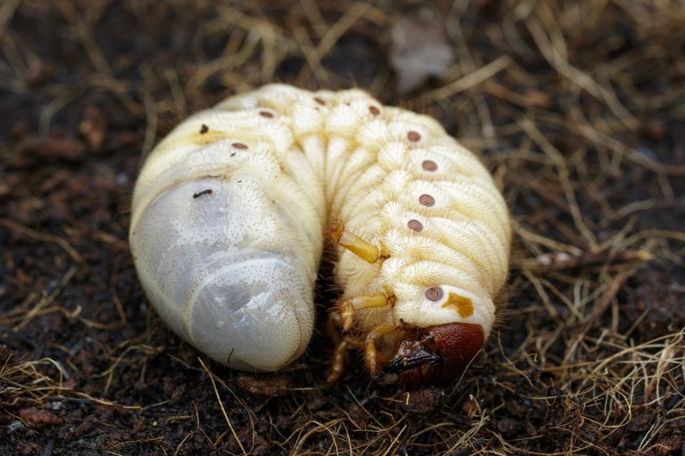 Image of grub worms, Coconut rhinoceros beetle (Oryctes rhinoceros), Larva on the ground.