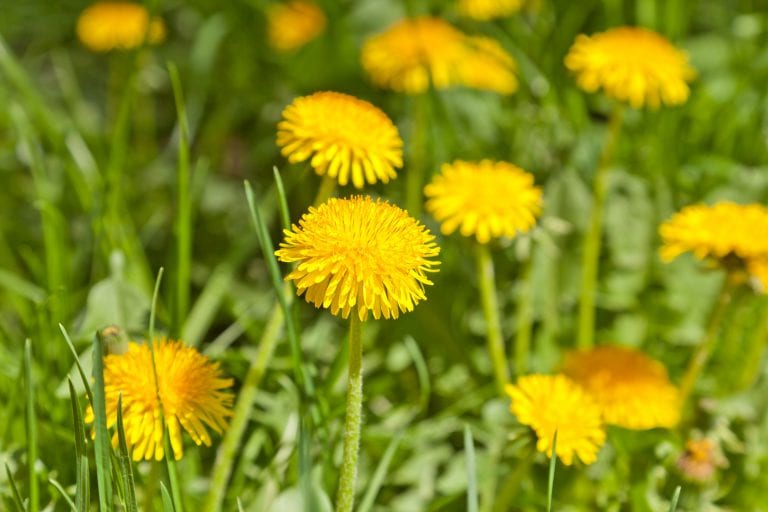 11387821 - yellow dandelions in a garden