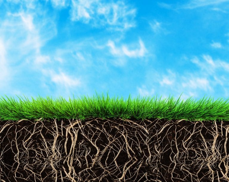 grass with roots and soil