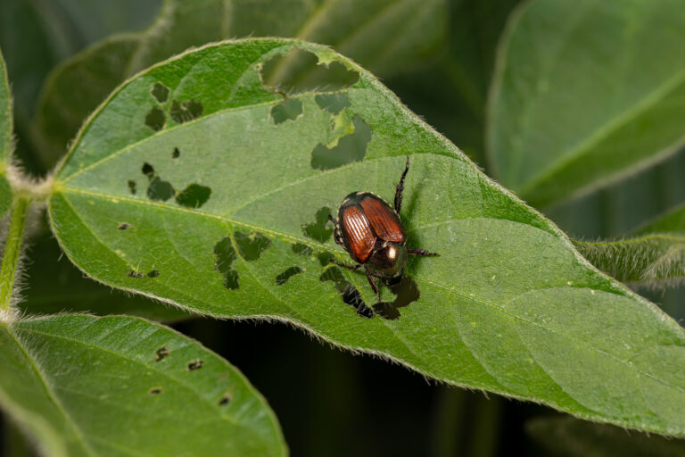 Japanese beetle eating leaf of soybean plant. Agriculture insects, pest control and crop damage concept.